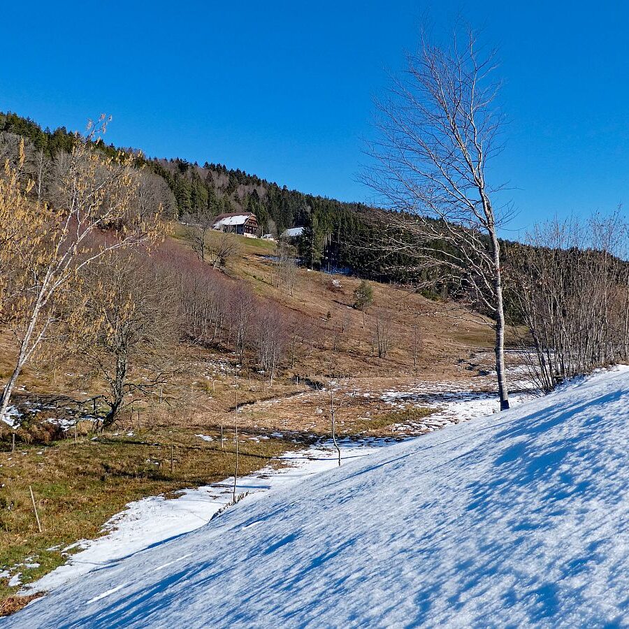 Letzter Schnee in Tennenbronn 13