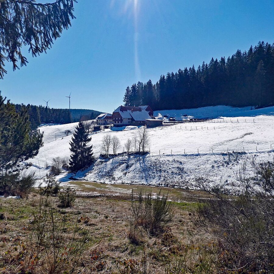 Letzter Schnee in Tennenbronn 5