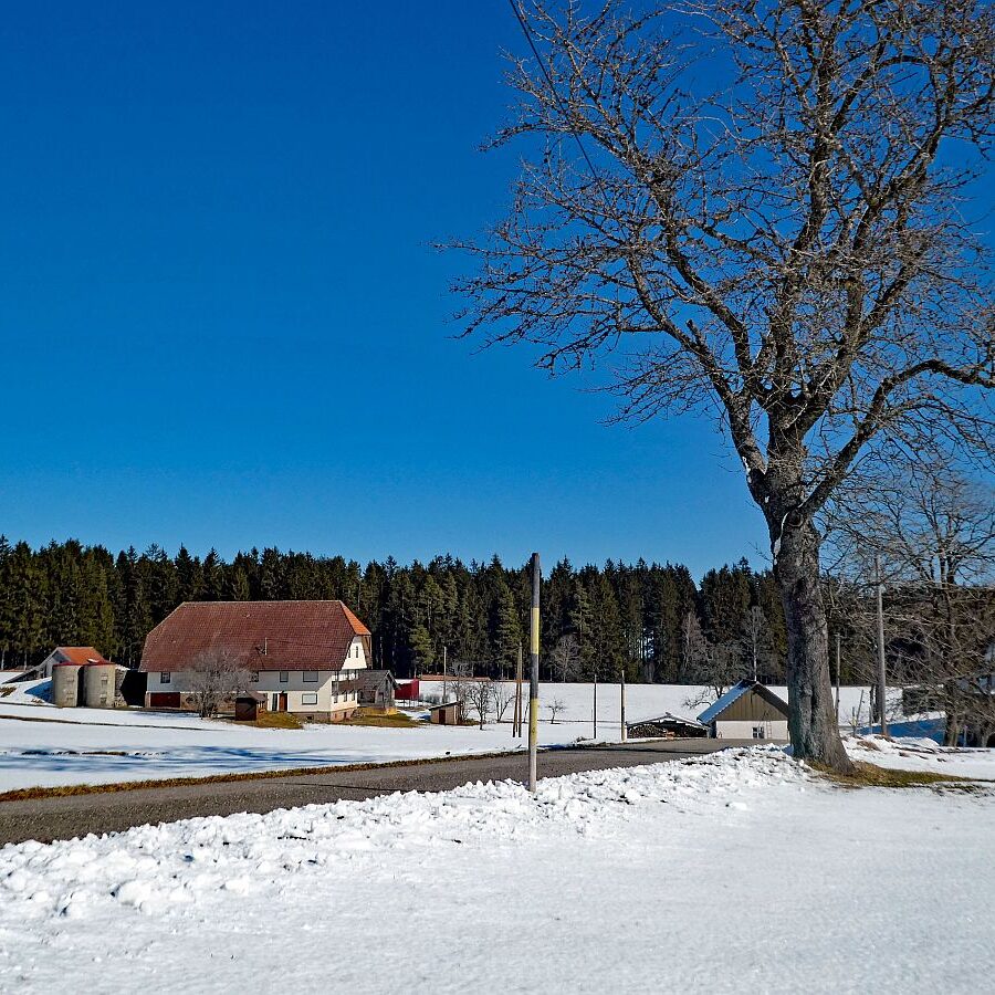 Letzter Schnee in Tennenbronn 9