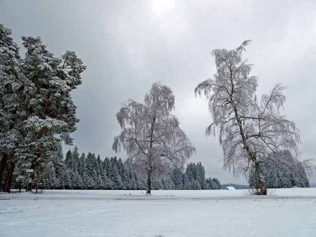 01Schnee im April in Tennenbronn im Schwarzwald 21