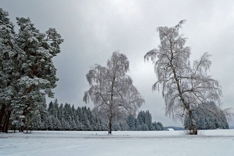 01Schnee im April in Tennenbronn im Schwarzwald 21