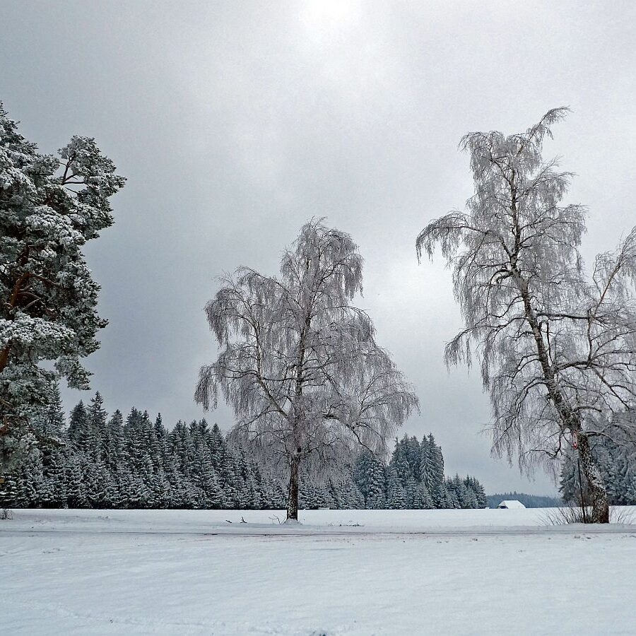 01Schnee im April in Tennenbronn im Schwarzwald 21