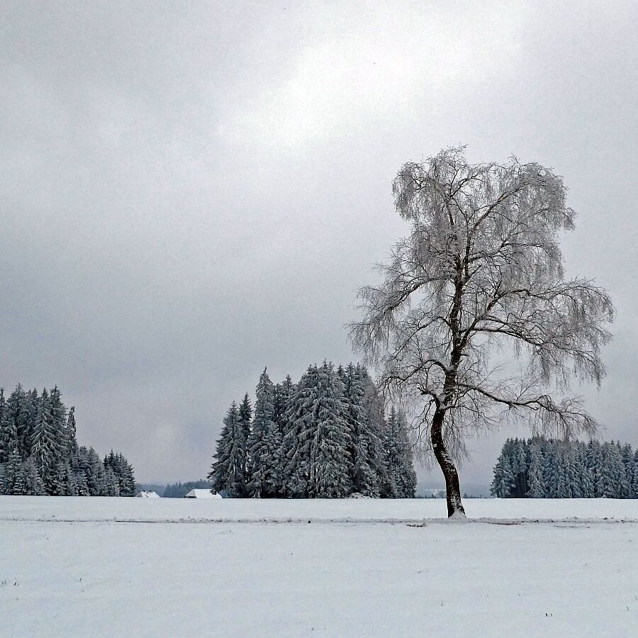 05Schnee im April in Tennenbronn im Schwarzwald 22