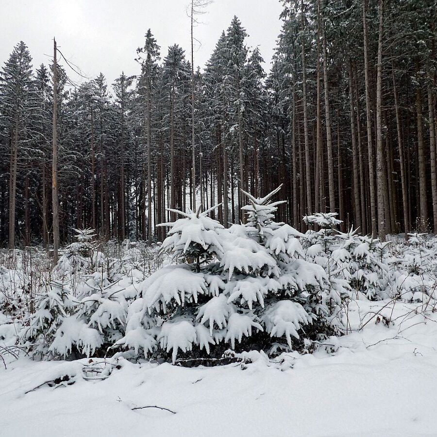 08Schnee im April in Tennenbronn im Schwarzwald 17