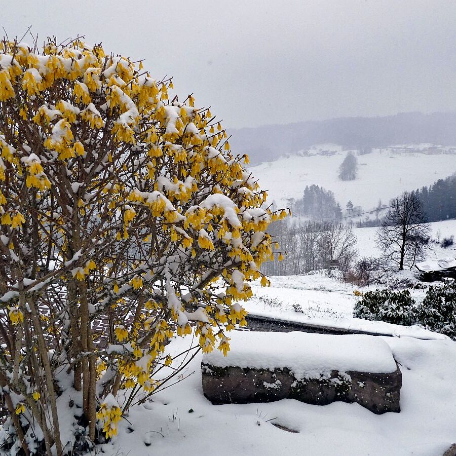 09Schnee im April in Tennenbronn im Schwarzwald 03