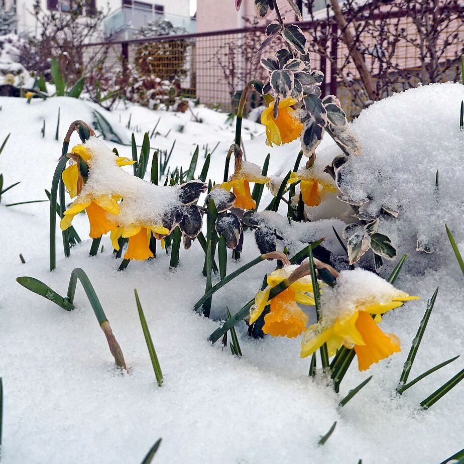 Schnee im April in Tennenbronn im Schwarzwald 06