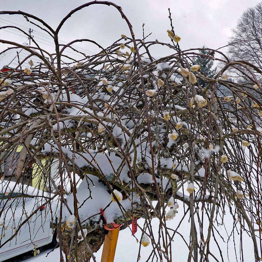 Schnee im April in Tennenbronn im Schwarzwald 12