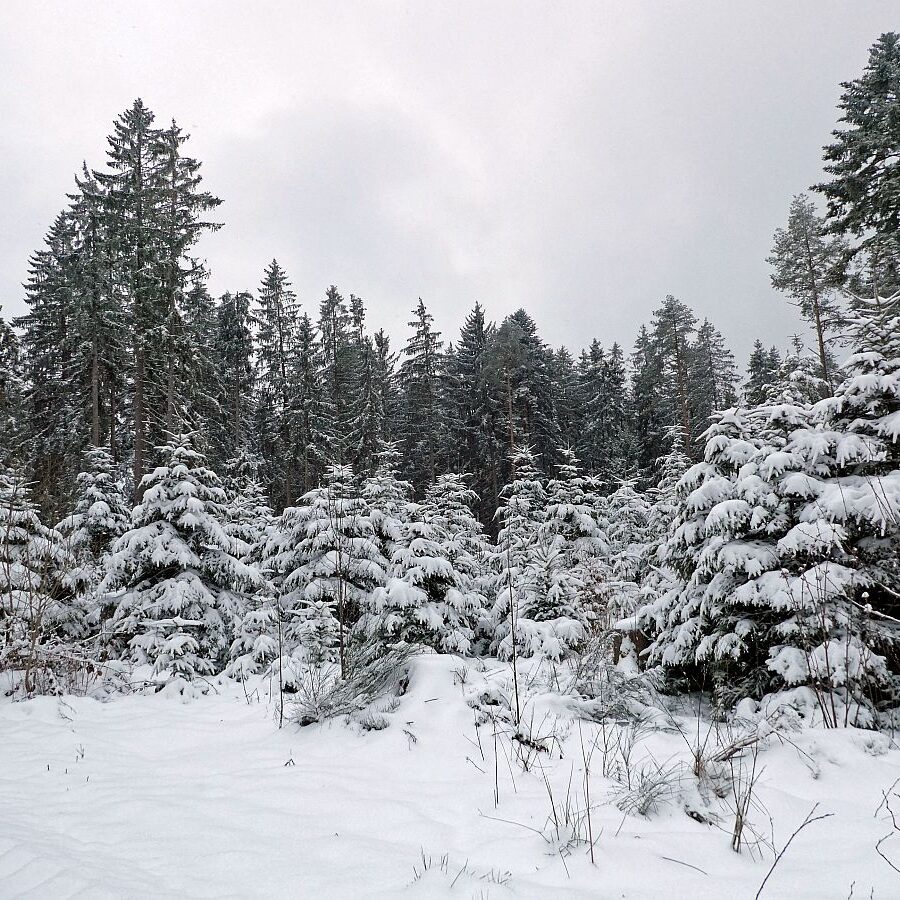 Schnee im April in Tennenbronn im Schwarzwald 16