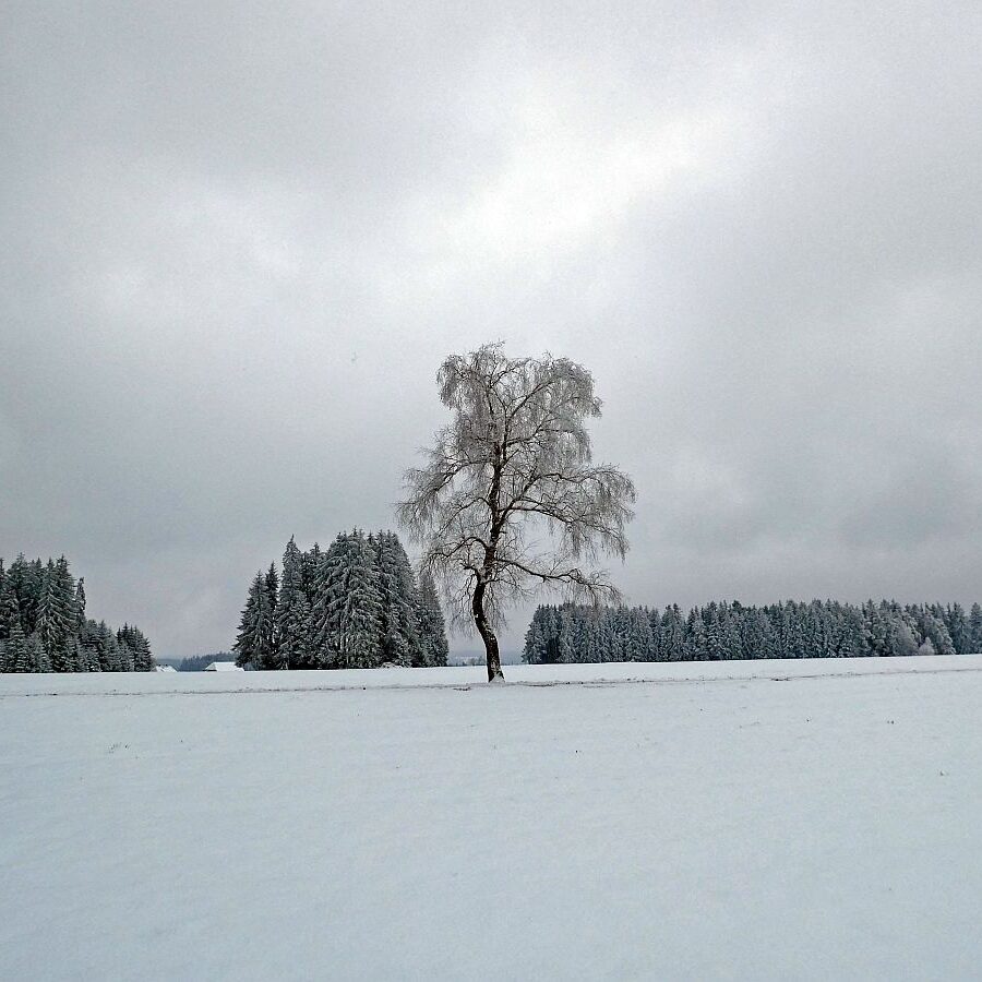 Schnee im April in Tennenbronn im Schwarzwald 24