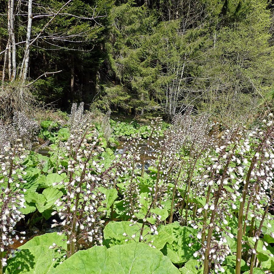 2022 Bernecktalstrasse waehrend Sperrung 17