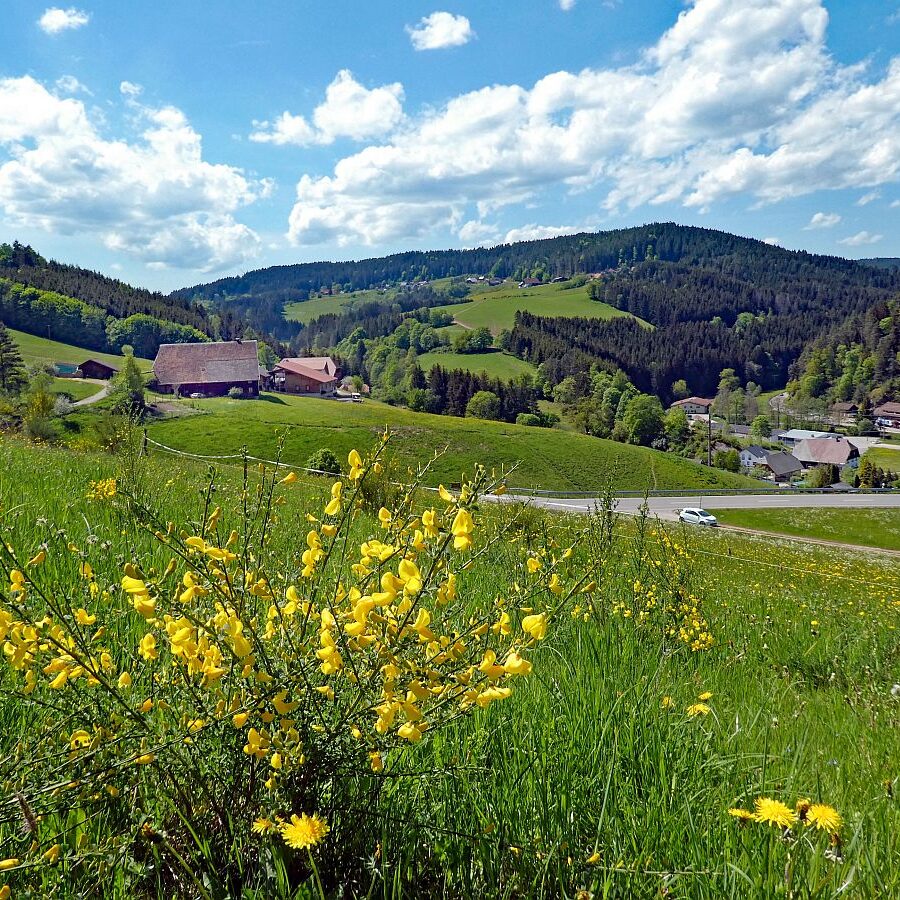 Der Ginster blueht in Tennenbronn 01 1