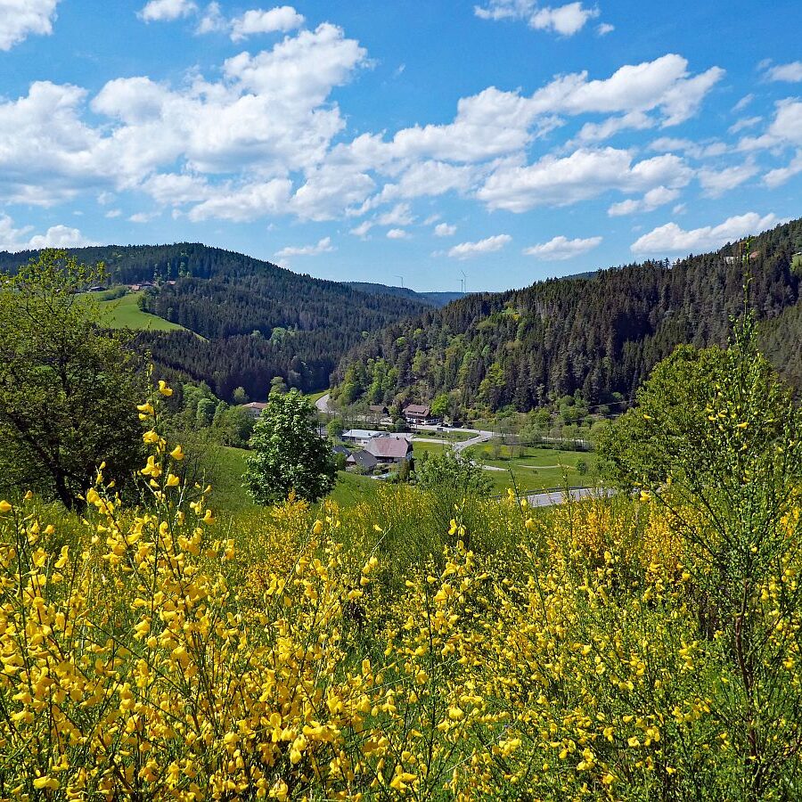 Der Ginster blueht in Tennenbronn 02 1