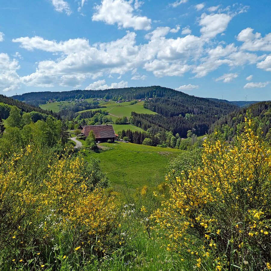 Der Ginster blueht in Tennenbronn 03 1
