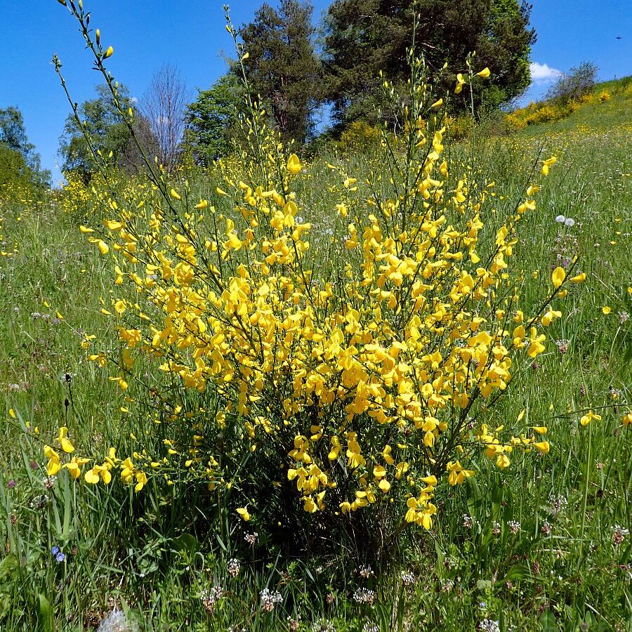 Der Ginster blueht in Tennenbronn 04 1