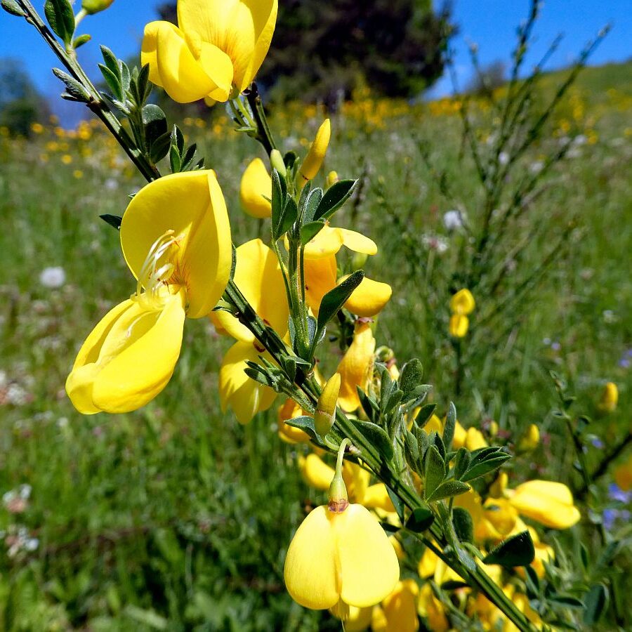 Der Ginster blueht in Tennenbronn 05 1