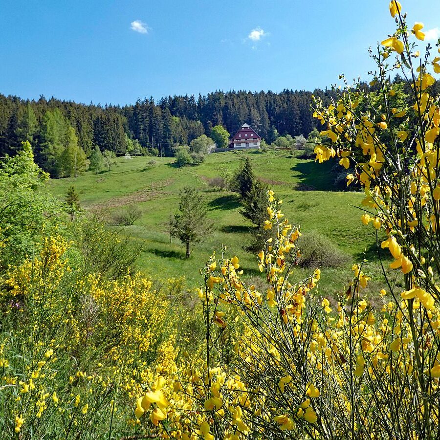 Der Ginster blueht in Tennenbronn 06 1