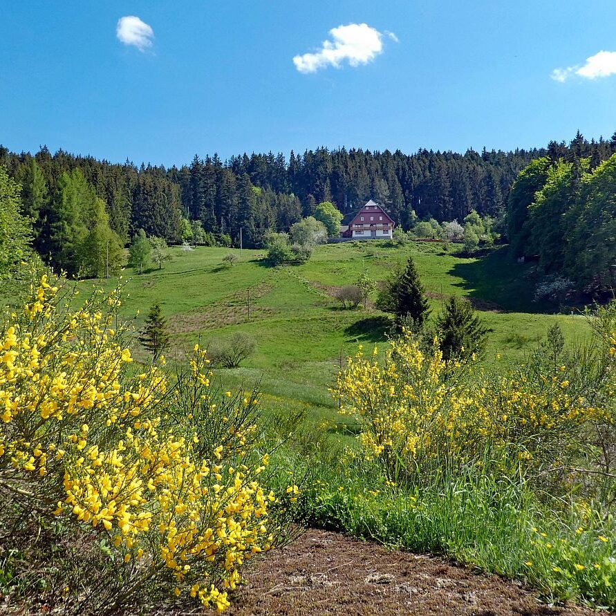 Der Ginster blueht in Tennenbronn 07 1