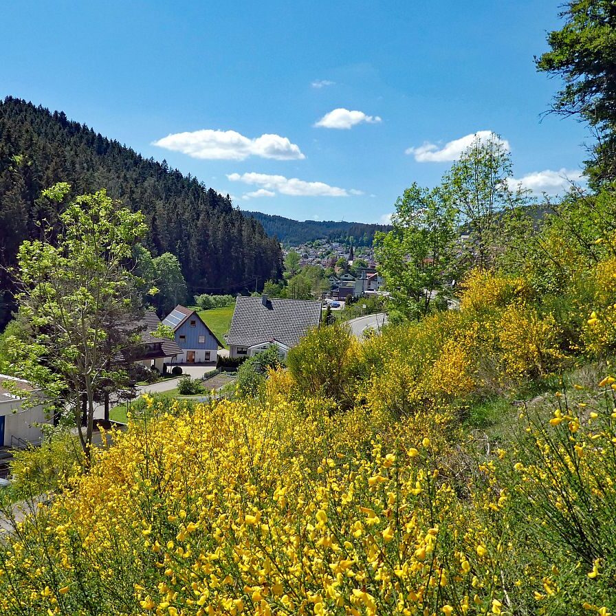 Der Ginster blueht in Tennenbronn 09 1