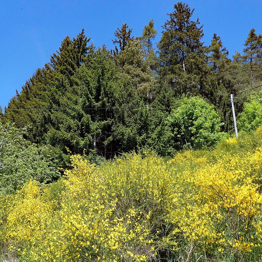 Der Ginster blueht in Tennenbronn 10 1