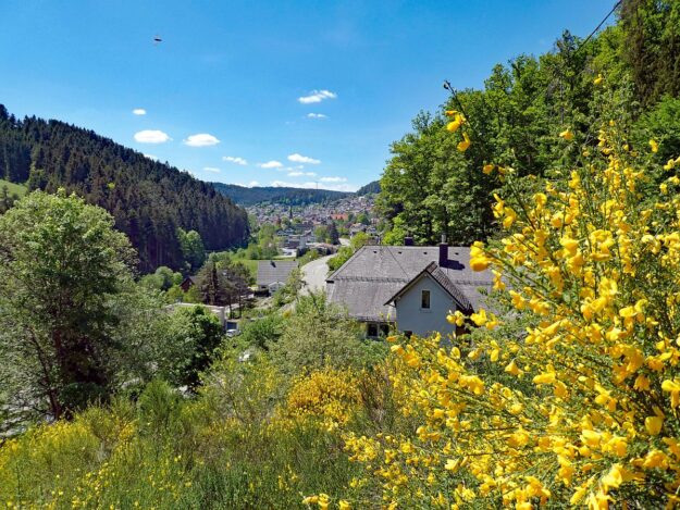 Der Ginster blueht in Tennenbronn 11 1