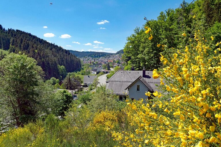 Der Ginster blueht in Tennenbronn 11 1