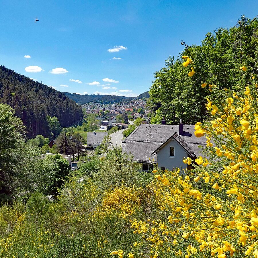 Der Ginster blueht in Tennenbronn 11 1