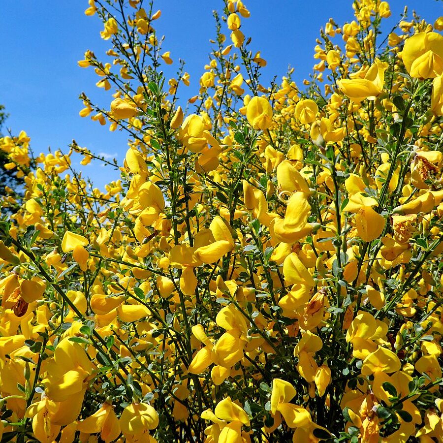 Der Ginster blueht in Tennenbronn 12 1