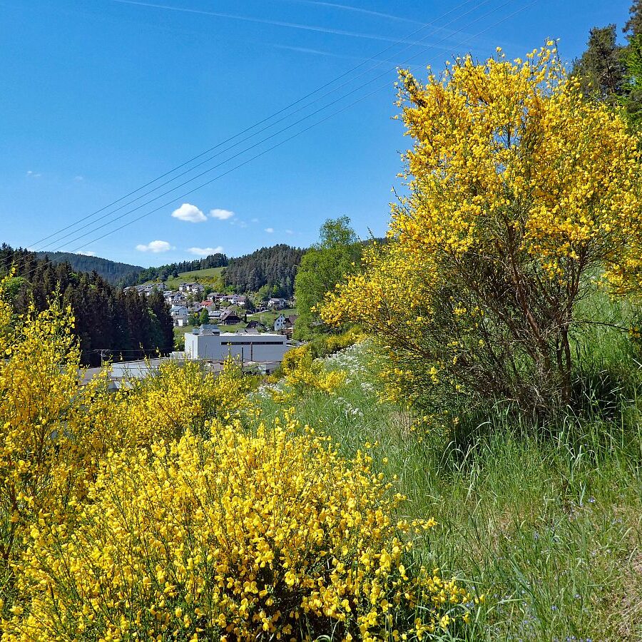 Der Ginster blueht in Tennenbronn 13 1