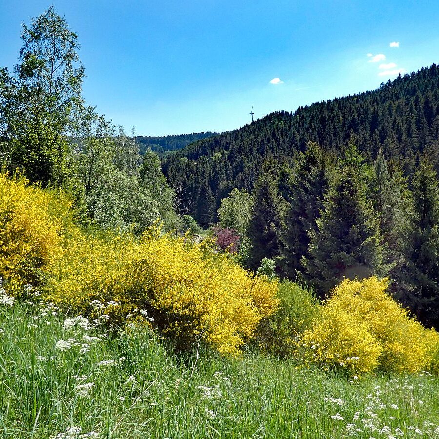 Der Ginster blueht in Tennenbronn 14 1