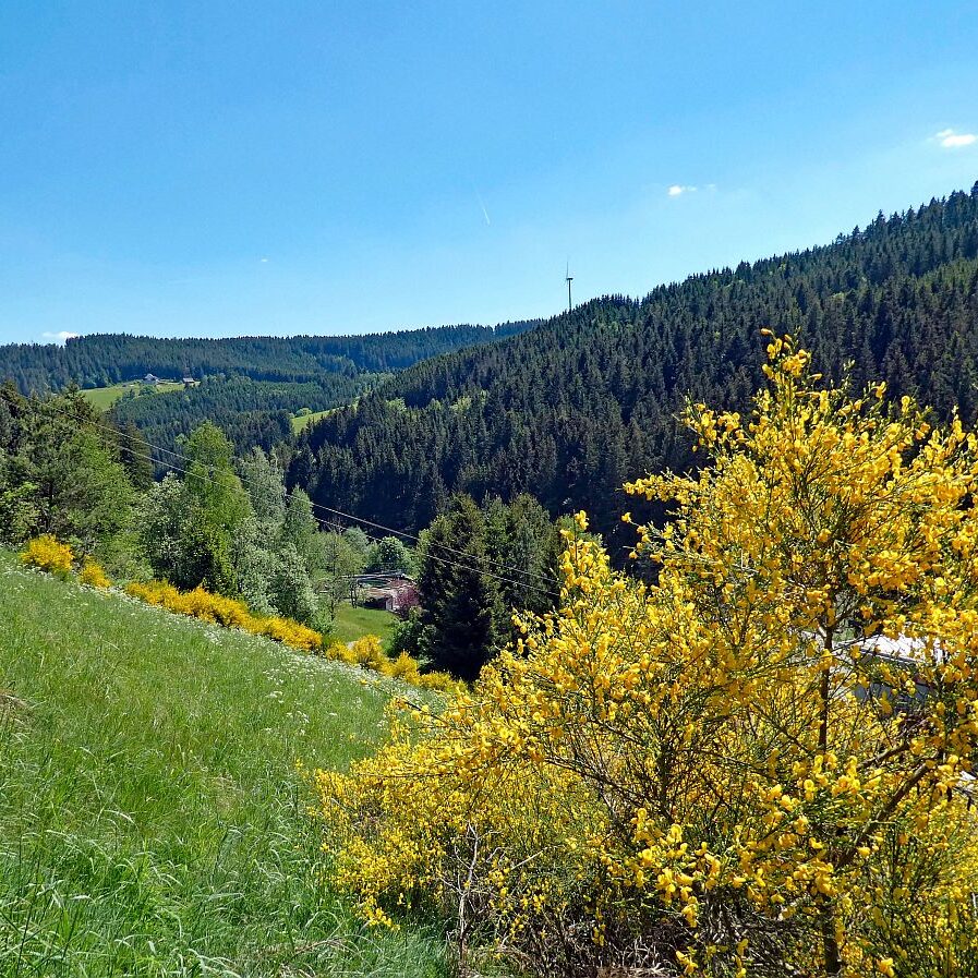 Der Ginster blueht in Tennenbronn 15 1