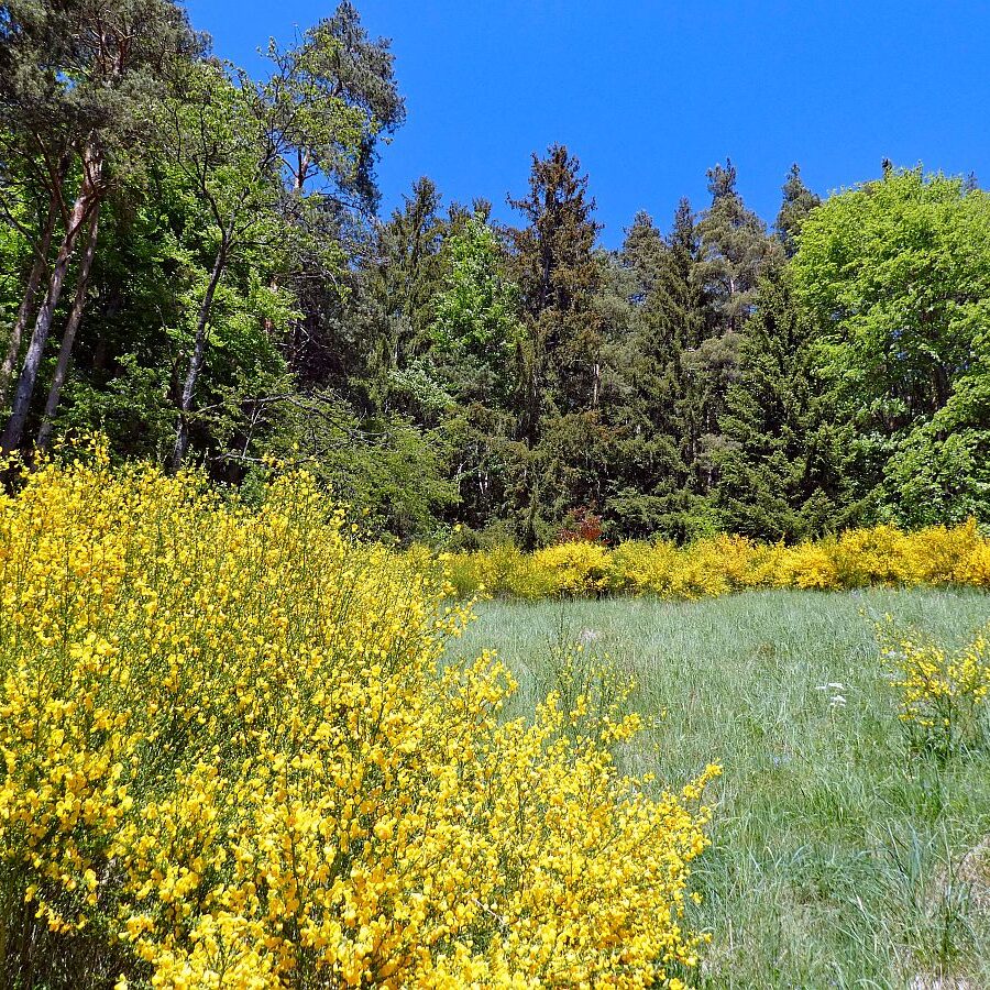 Der Ginster blueht in Tennenbronn 16 1