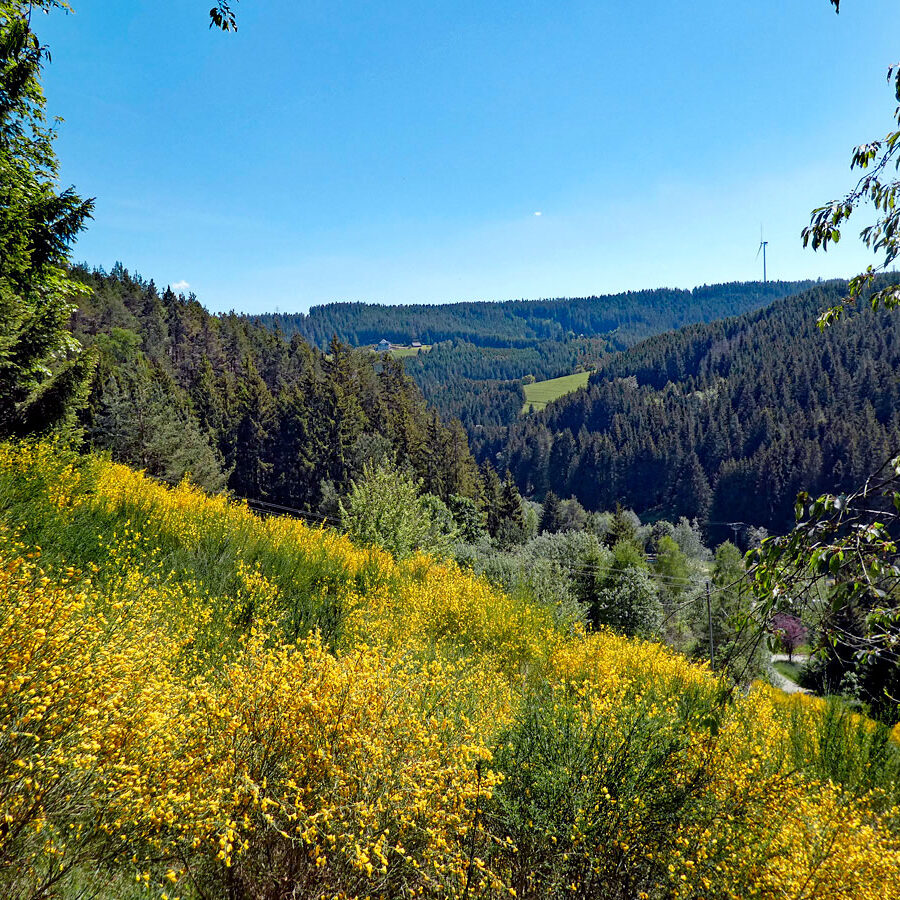 Der Ginster blueht in Tennenbronn 17 1