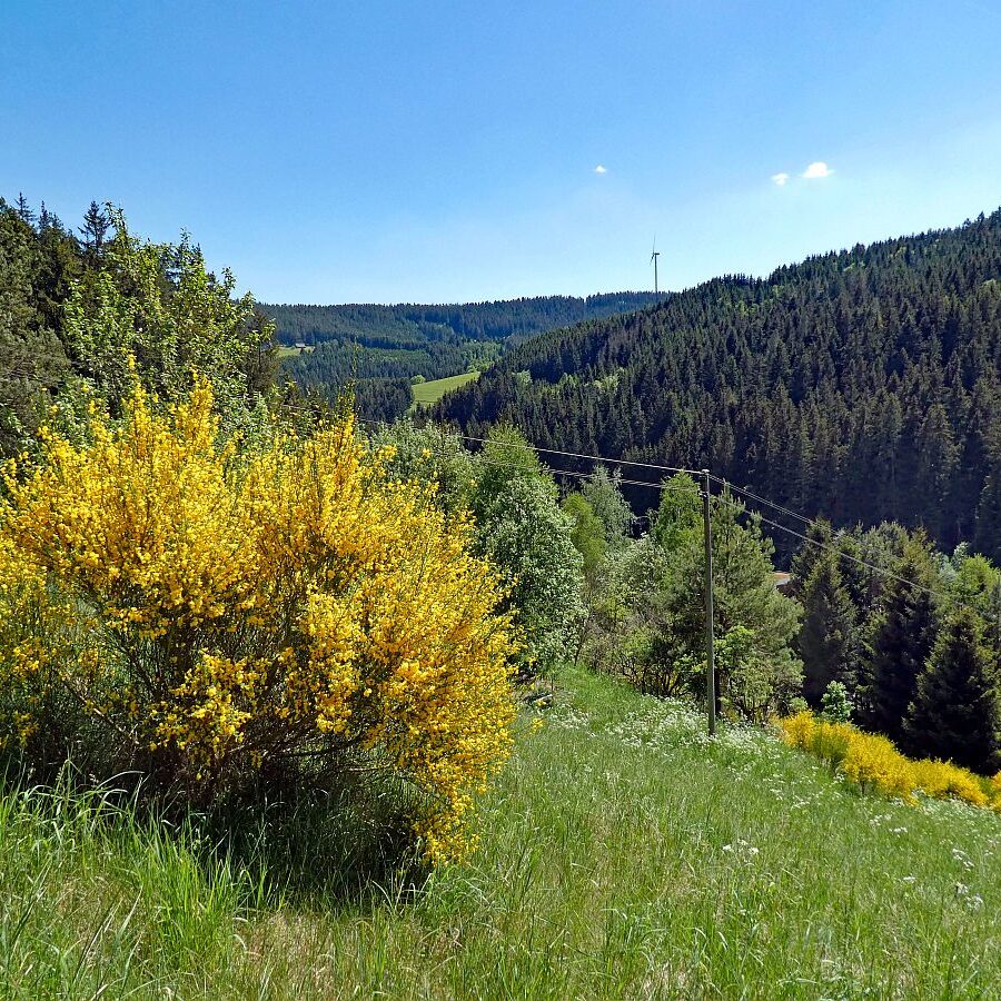 Der Ginster blueht in Tennenbronn 18 1
