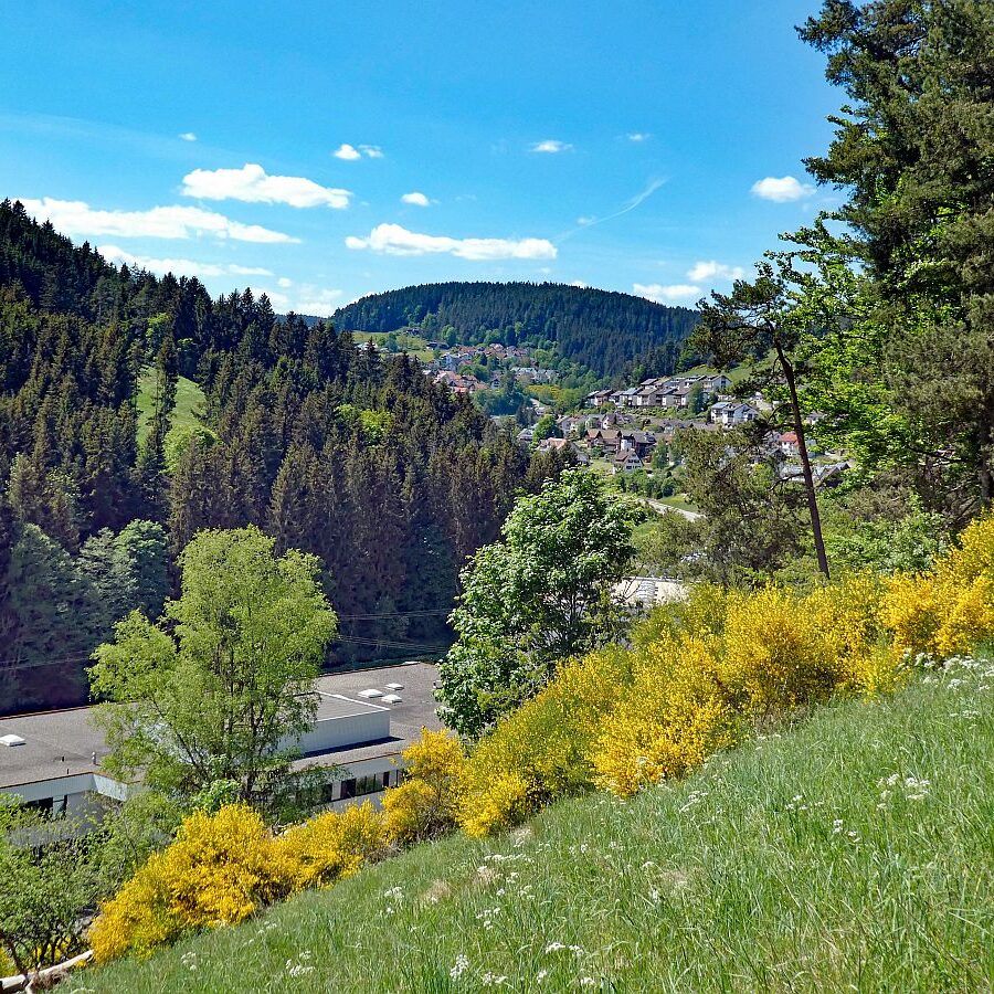 Der Ginster blueht in Tennenbronn 19 1