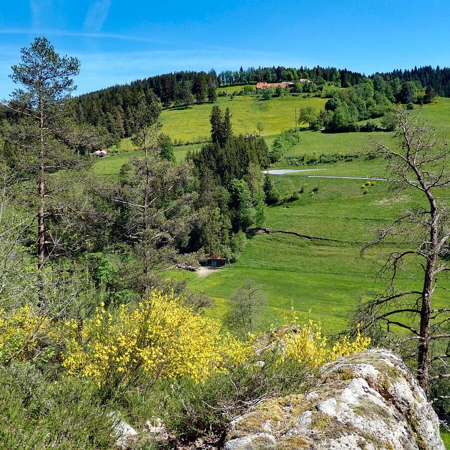 Der Ginster blueht in Tennenbronn 21 1