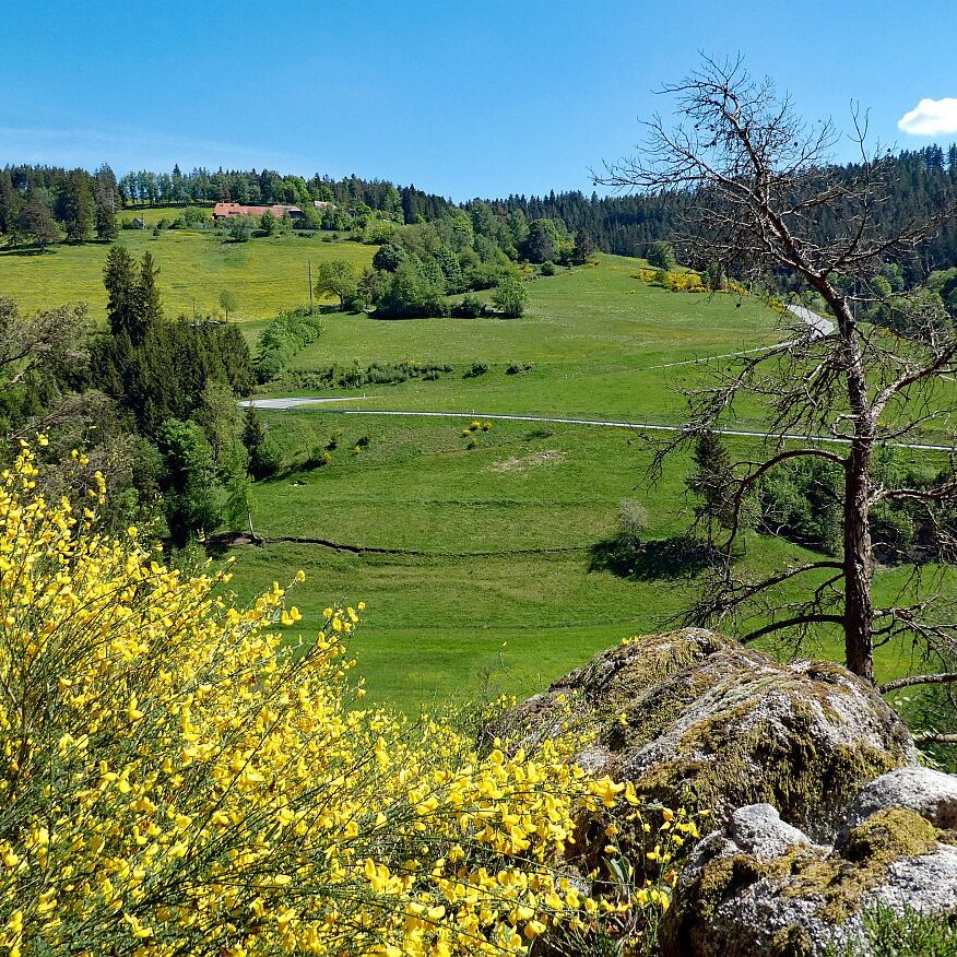 Der Ginster blueht in Tennenbronn 22 1