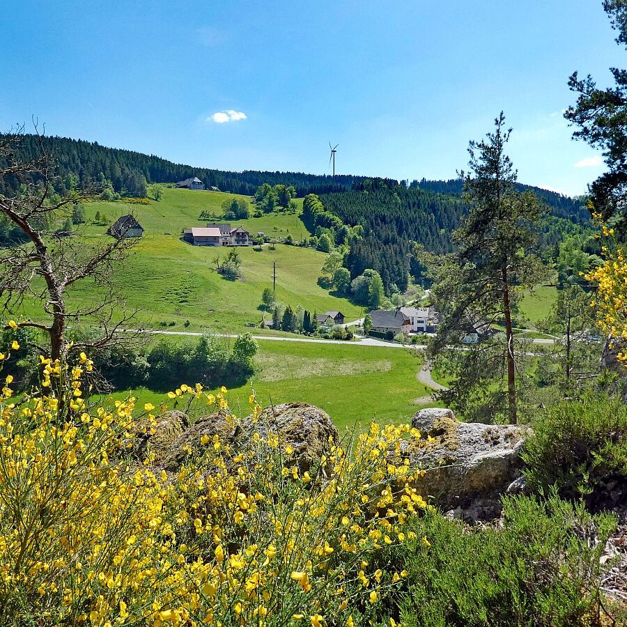 Der Ginster blueht in Tennenbronn 23 1