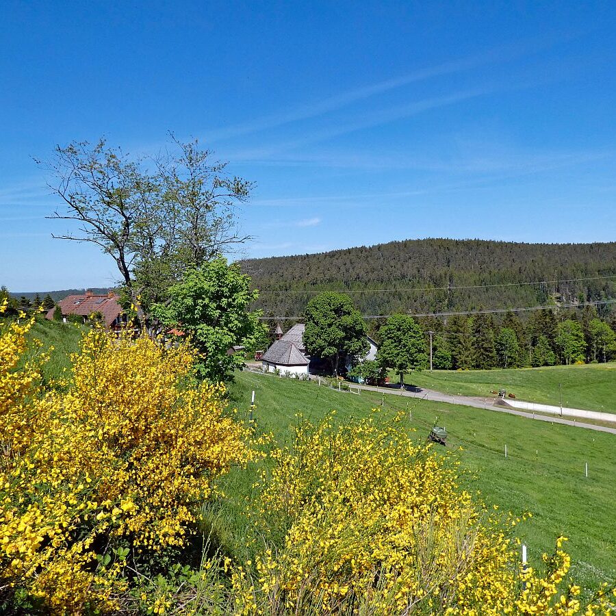 Der Ginster blueht in Tennenbronn 24 1