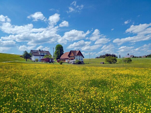Loewenzahn und Hahnenfuss bluehen goldgelb in Tennenbronn 09 Loewenzahn und Hahnenfuss bluehen goldgelb in Tennenbronn 09