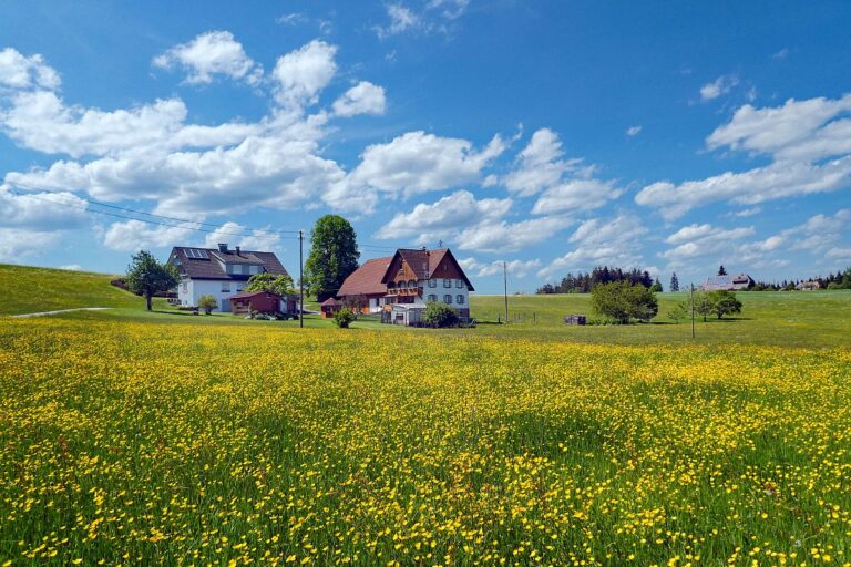 Loewenzahn und Hahnenfuss bluehen goldgelb in Tennenbronn 09