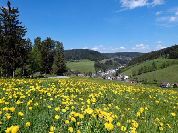 Loewenzahnbluete in Tennenbroon auf der Oehle Schwarzenbach Mooshof und Hub 05 Loewenzahnbluete in Tennenbroon auf der Oehle Schwarzenbach Mooshof und Hub 05