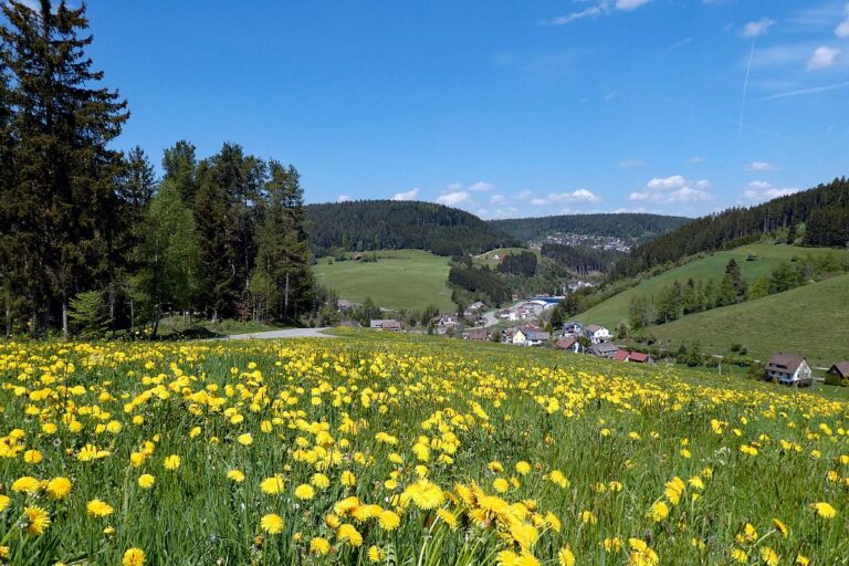 Loewenzahnbluete in Tennenbroon auf der Oehle Schwarzenbach Mooshof und Hub 05