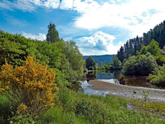 Ginster blueht am See in Tennenbronn 1 Ginster blueht am See in Tennenbronn 1