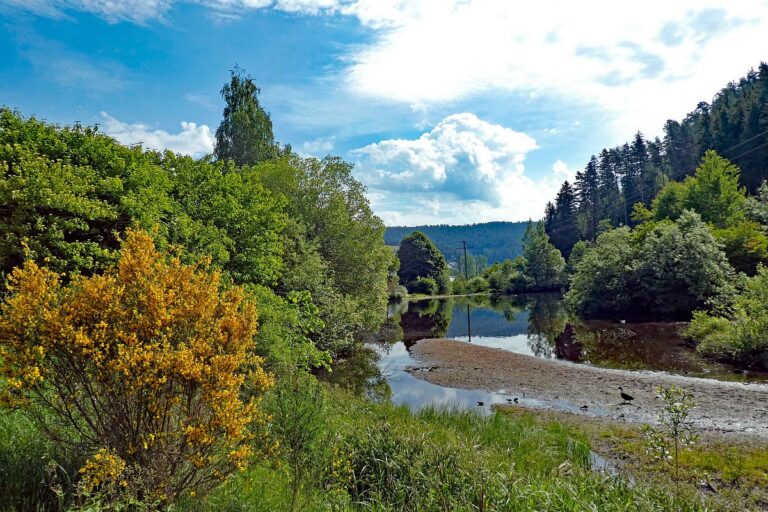 Ginster blueht am See in Tennenbronn 1