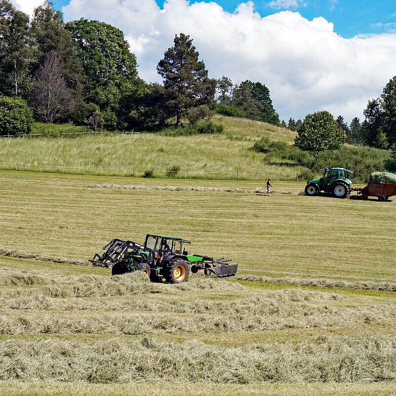 Heuernte in Tennenbronn am Schliefenbuehl 02