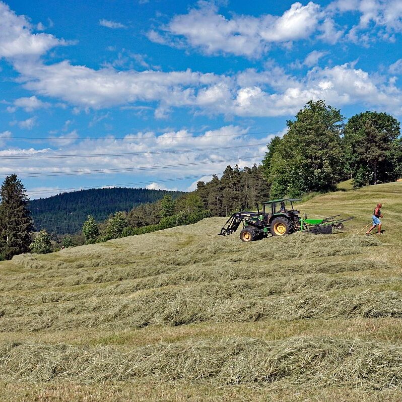 Heuernte in Tennenbronn am Schliefenbuehl 04