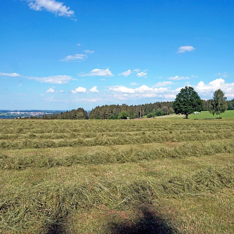 Heuernte in Tennenbronn am Schliefenbuehl 18