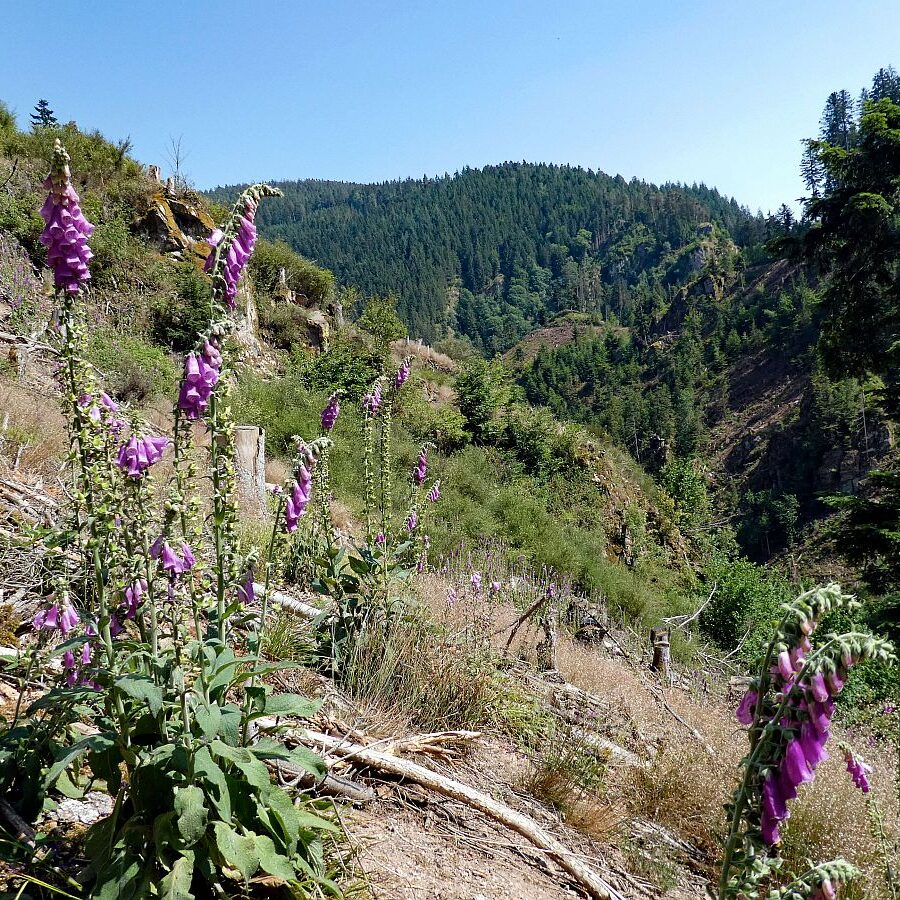 Roter Fingerhut blueht im Bernecktal 1