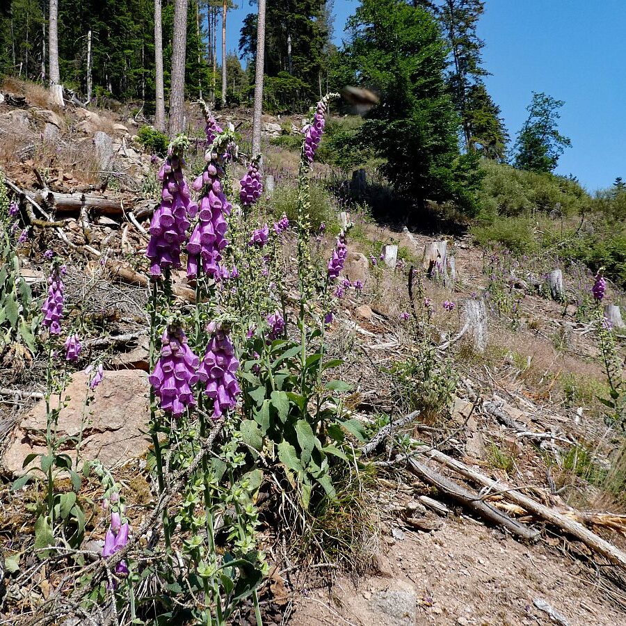 Roter Fingerhut blueht im Bernecktal 2