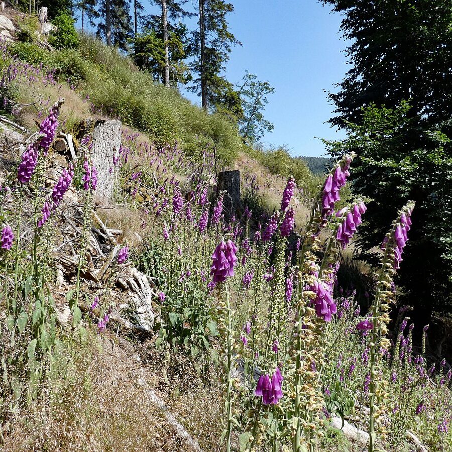 Roter Fingerhut blueht im Bernecktal 3